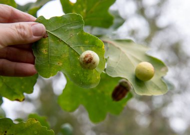 Yaban arısı olarak bilinen Cynips quercusfolii, meşe yaprağı Quercus robur 'un altında yuvarlak top safrası. İçinde böcek larvası var. Sonbahar günü.