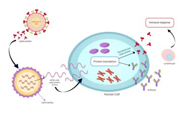 mRNA Aşısı SARS-Cov-2 vektör dokusu.