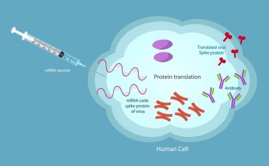 mRNA Aşısı SARS-Cov-2 vektör dokusu.