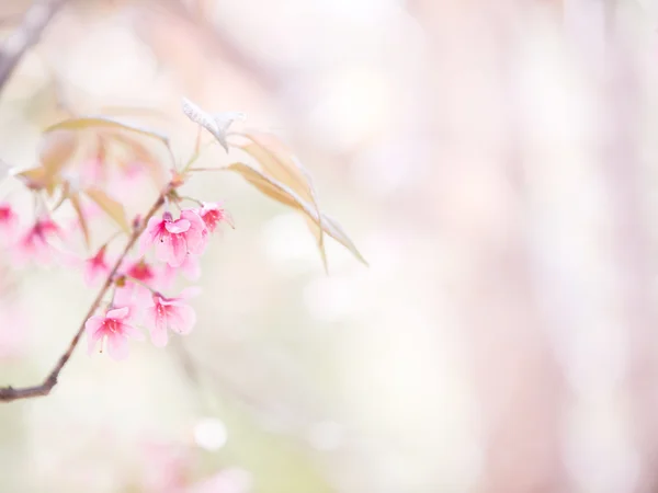 Flor de sakura abstracta, enfoque suave, fondo con color rosa f Imagen de stock