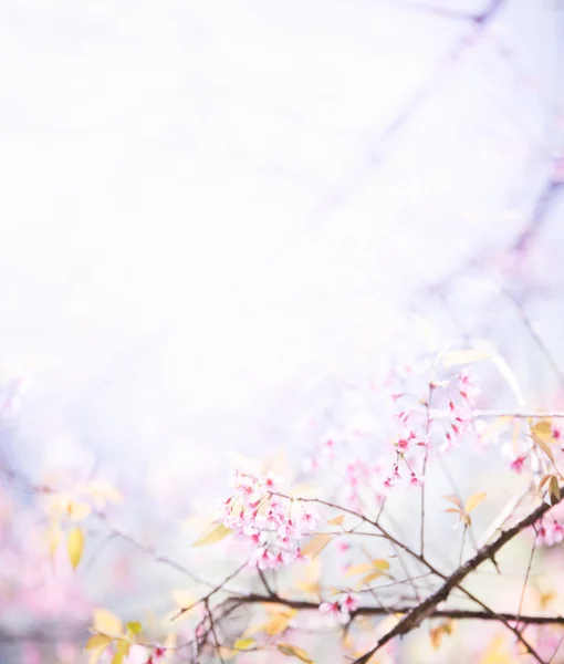 Soyut sakura çiçeği, Soft focus, arka plan ile pembe renk f Telifsiz Stok Imajlar