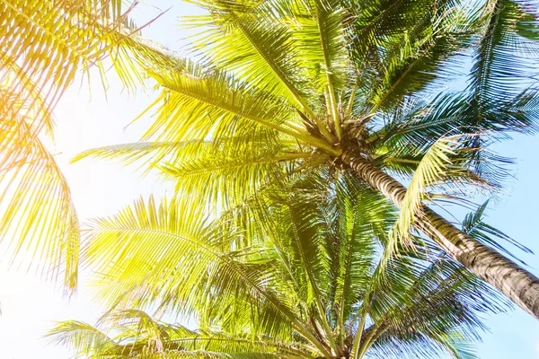 Mavi gökyüzü Hindistan cevizi ile palmiye ağacı Stok Fotoğraf