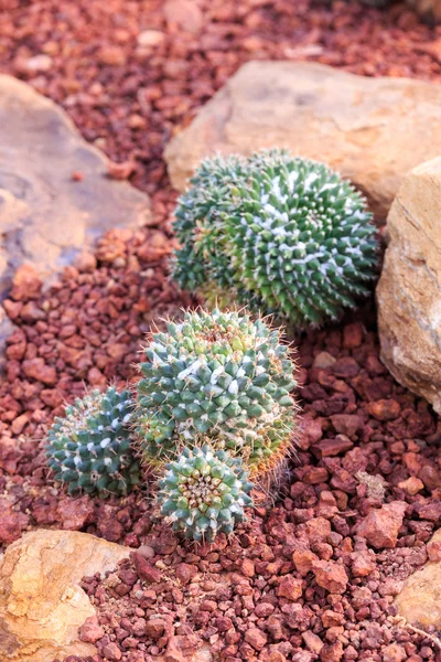 Cacto no deserto — Fotografia de Stock