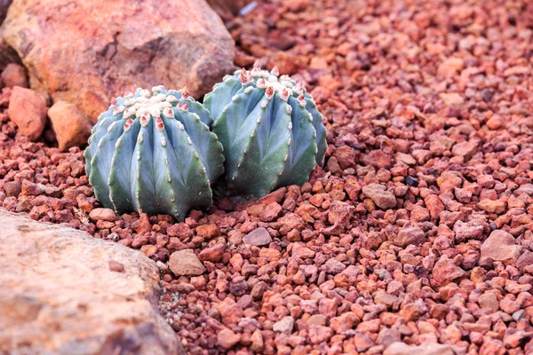 cactus in desert