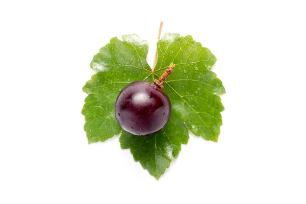 El primer plano de la uva roja con la hoja sobre el fondo blanco Fotos de stock libres de derechos