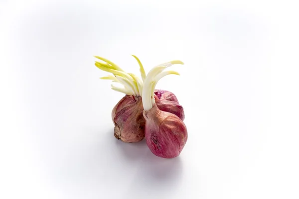 Αυξανόμενη κόκκινο κρεμμύδι σε άσπρο φόντο Εικόνα Αρχείου