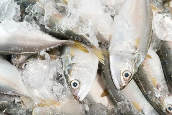 Taze çiğ uskumru balığı — Stok fotoğraf