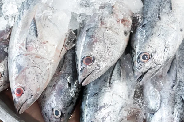 Ton balığı pazarında — Stok fotoğraf