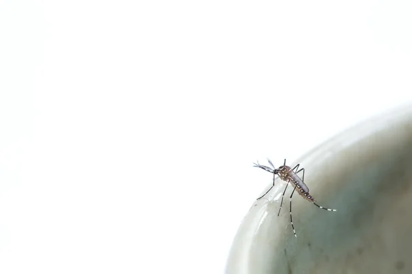 Mygga på vit bakgrund — Stockfoto