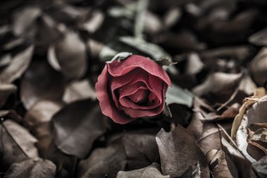 Kırmızı gül kuru yaprağı, Sevgililer günü