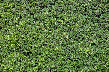 yeşil yapraklar arkaplan