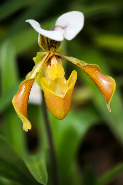 Paphiopedilum orkide