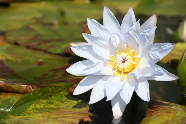 Beyaz lotus çiçeği