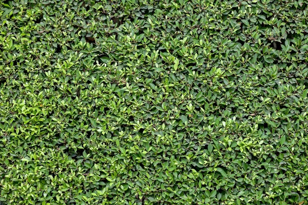 yeşil yapraklar arkaplan