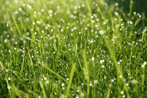 Soyut doğal yeşil otlar arka plan