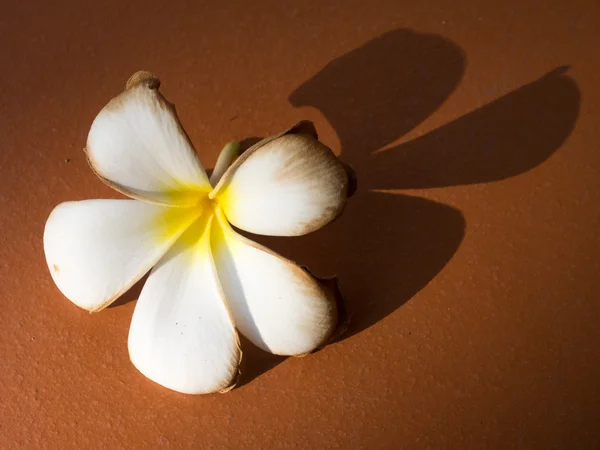 Frangipani blanco marchito con sombra en el suelo —  Fotos de Stock