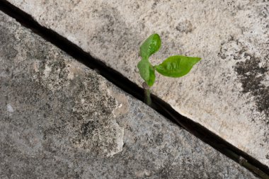 Betondan büyüyen bitki