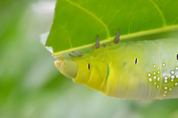 Grön larv — Stockfoto