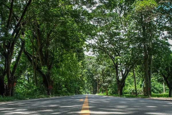 yol ve ağaç tünel