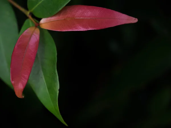 yeşil kırmızı yapraklar