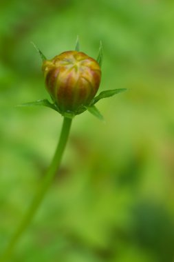 Bebek çiçek tomurcuk bulanıklık arka plan üzerinde