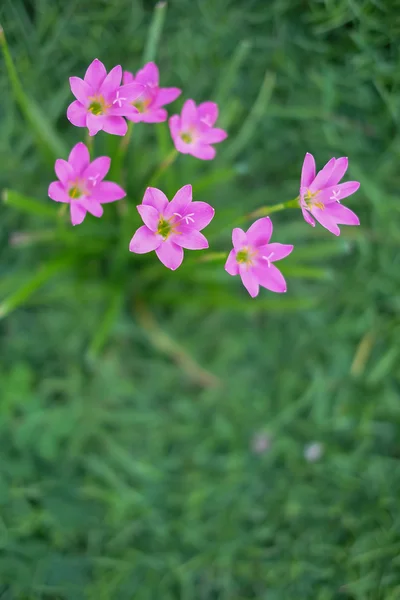 Pembe çiçek açan çiçek