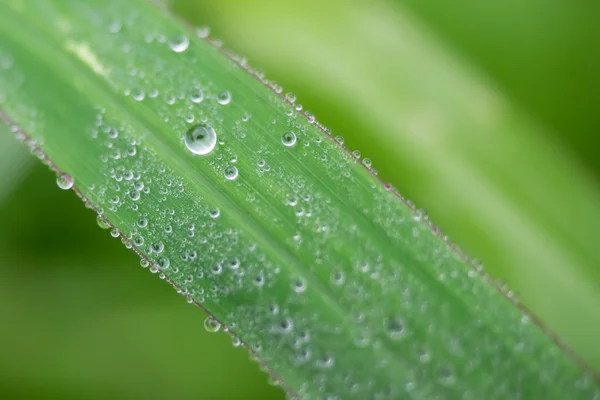 Bir bitkinin yaprak çiy