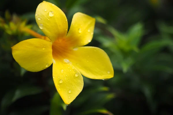 Çiy çiçek açan çiçek