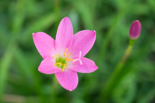 Yeşil arka planda pembe çiçek