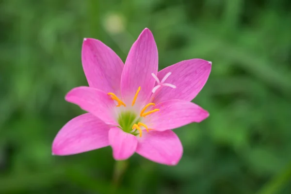 Roze bloem op groene achtergrond — Stockfoto