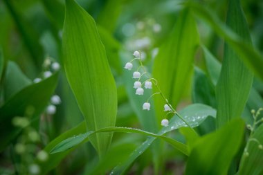Bahar ormanındaki vadi zambakları. Arka plan olarak kullanışlı.