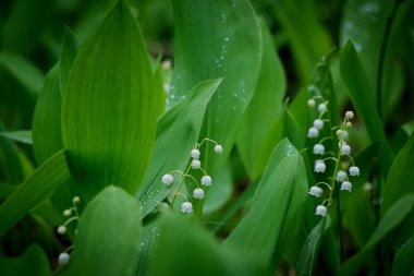 Bahar ormanındaki vadi zambakları. Arka plan olarak kullanışlı.