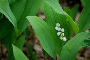 Bahar ormanındaki vadi zambakları. Arka plan olarak kullanışlı.