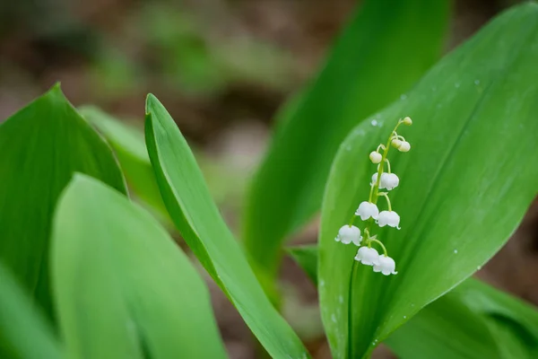 Lys Vallée Dans Forêt Printemps Utile Comme Arrière Plan — Photo