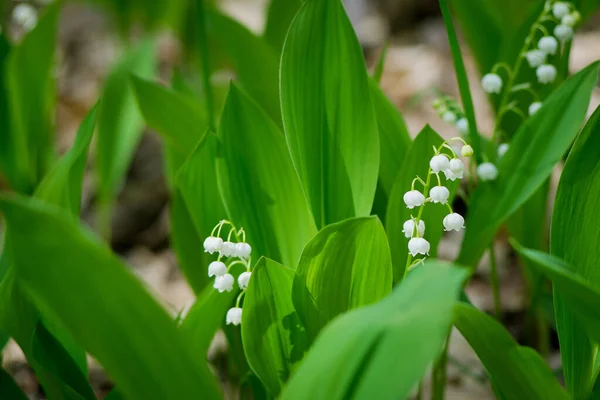 Gigli Della Valle Nella Foresta Primaverile Utile Come Sfondo — Foto Stock