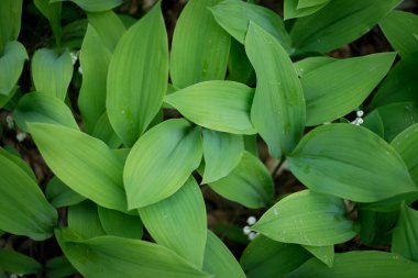 Bahar ormanındaki vadi zambakları. Arka plan olarak kullanışlı.