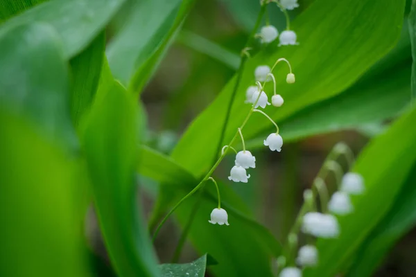 Lírios Vale Floresta Primavera Útil Como Fundo — Fotografia de Stock