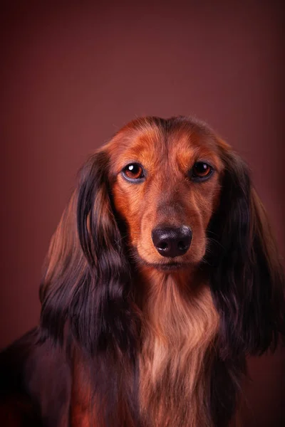 Miniature Dachshund Studio Brown Red Background Looking Photographer — Stock Photo, Image