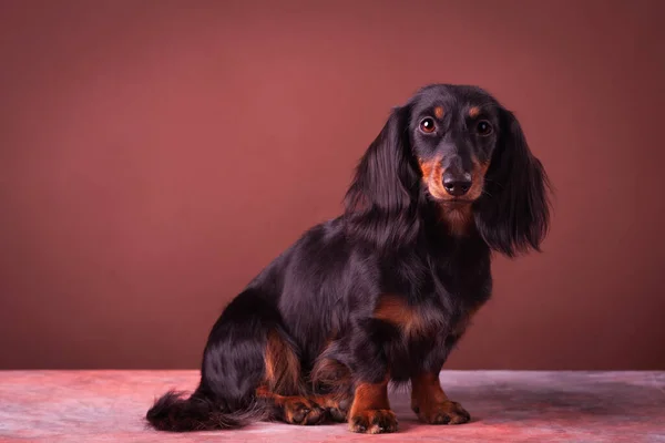 Miniatuur Dachshund Studio Portret Bruin Rode Achtergrond — Stockfoto