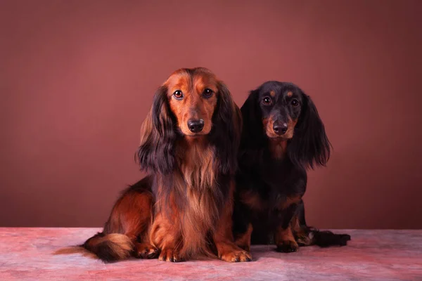 Dachshunds Miniatura Retrato Estúdio — Fotografia de Stock