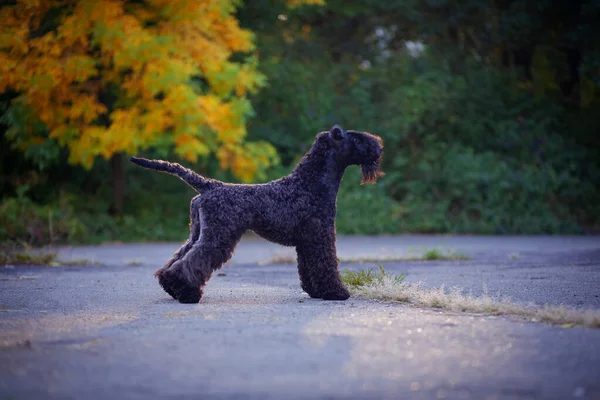 Kerry Blue Terrier sonbahar doğasında asfalt kaldırımda duruyor..