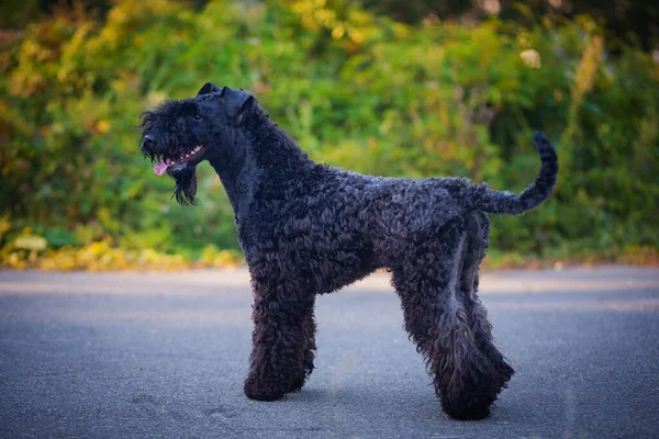 Kerry Blue Terrier sonbahar doğasında asfalt kaldırımda duruyor..