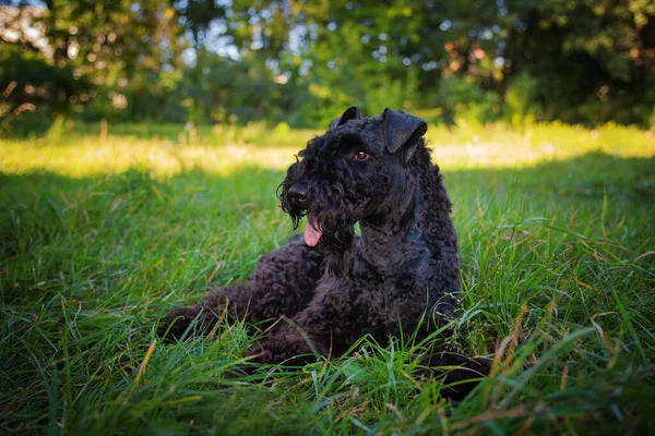 Kerry Terrier Blu Piedi All Aperto Sera Sdraiato Sull Erba — Foto Stock