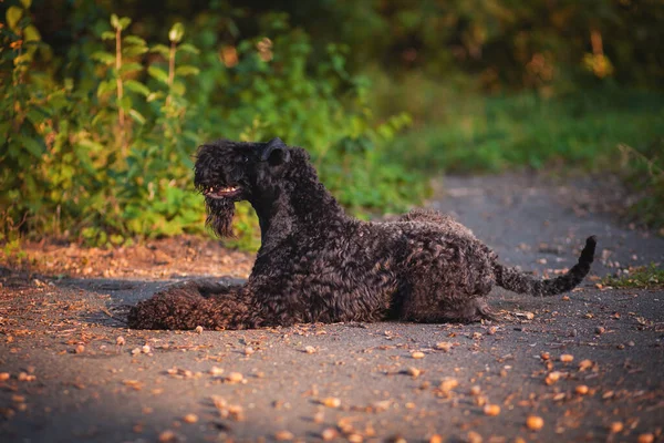 Kerry Blue Terrier Couché Sur Trottoir Asphalte Automne Nature — Photo