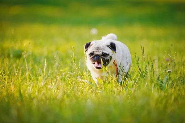 Funny Pug — Stock Photo, Image