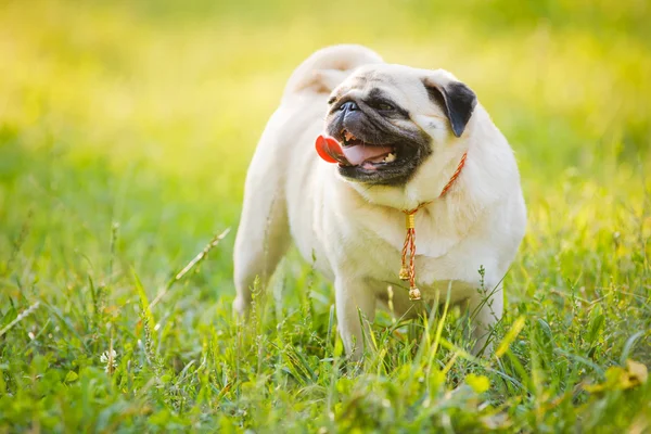 Funny Pug — Stock Photo, Image