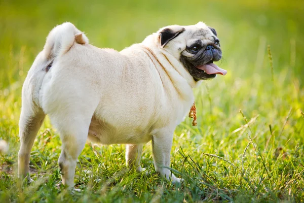 Carlino divertente — Foto Stock