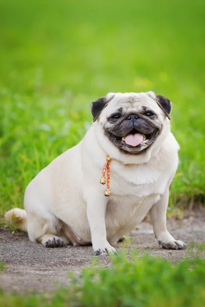 Um pug gordo. — Fotografia de Stock