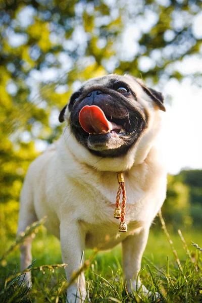 Carlino divertente — Foto Stock