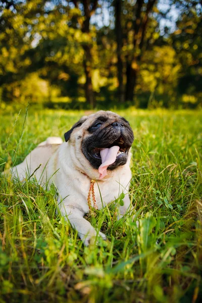 Pug engraçado — Fotografia de Stock